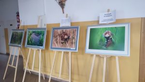 Wystawa Chomik Europejski